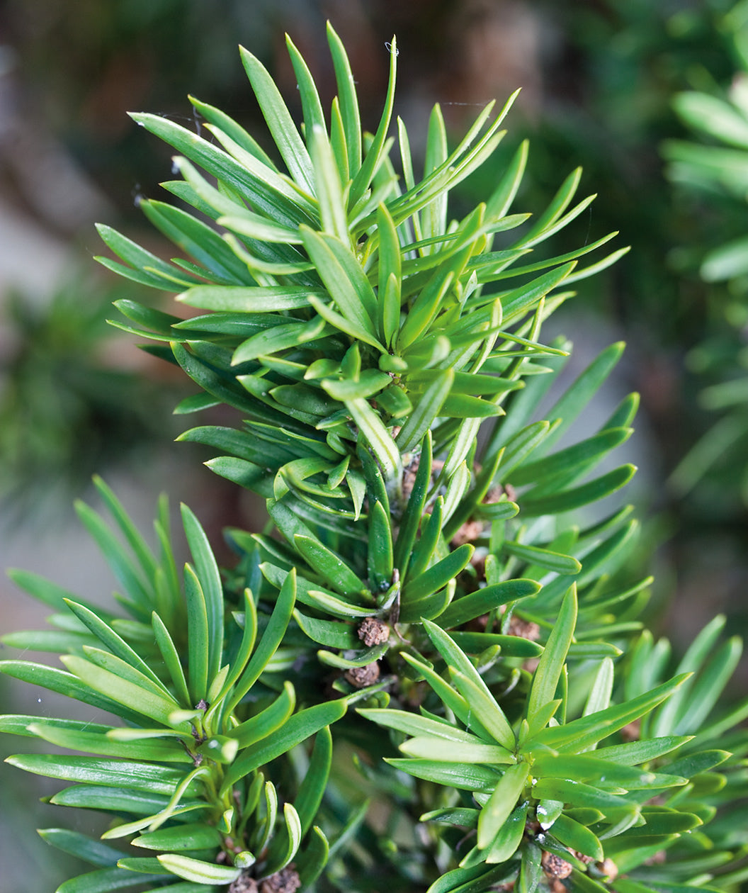 Close up of Irish Yew foliage, short soft needle like evergreen foliage