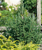 Black Hills Spruce planted in a landscape, tight mostly upright branching covered in short green evergreen needle like foliage