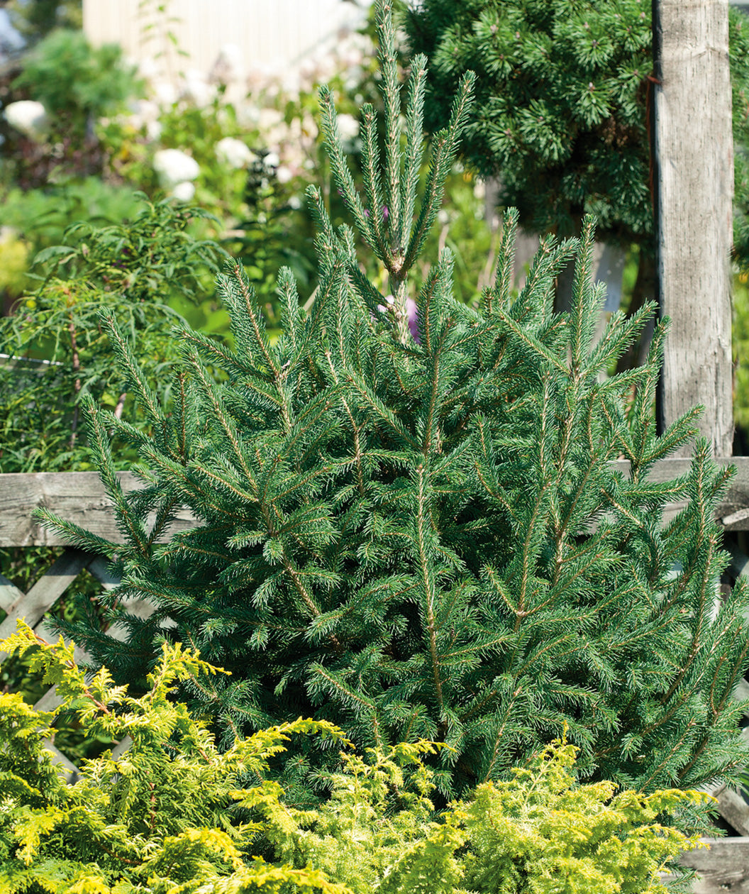 Black Hills Spruce planted in a landscape, tight mostly upright branching covered in short green evergreen needle like foliage