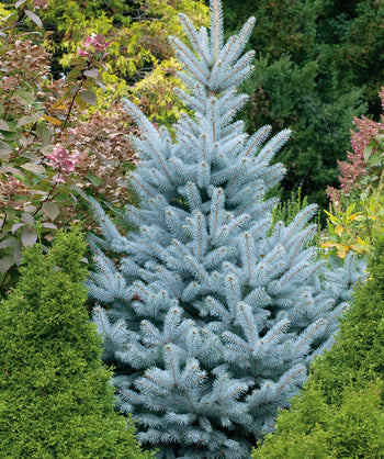 Baby Blue Eyes Colorado Spruce planted in a landscape, mostly outright branching covered in short blue-green needle like evergreen foliage