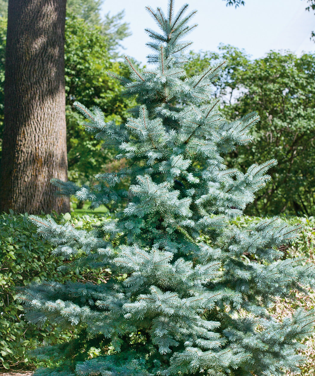 Buy Baby Blue Spruce Trees Online