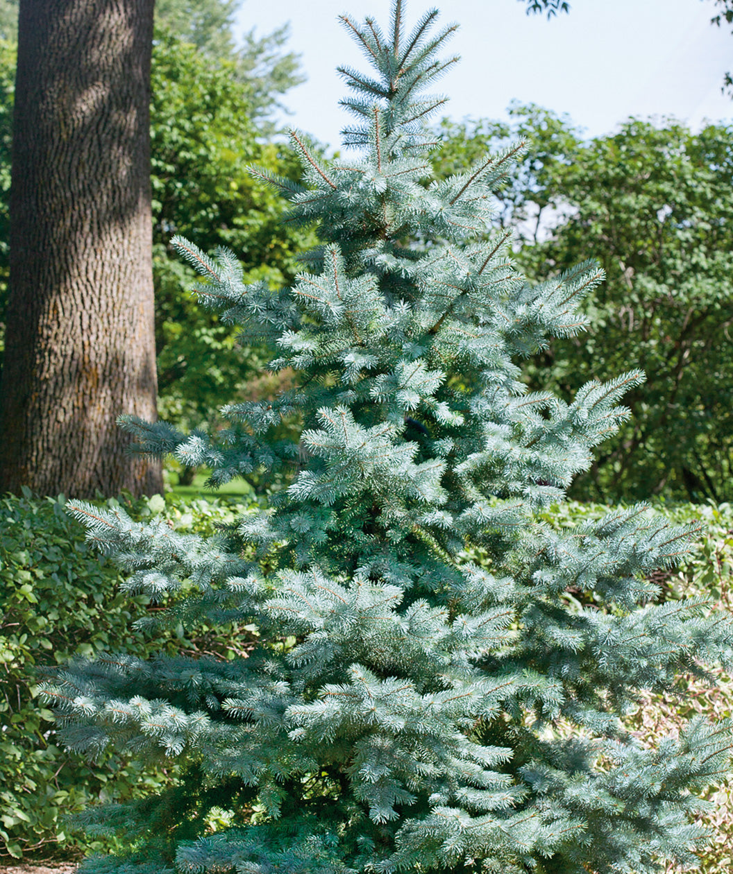 Compact Blue Spruce Baby Blue Eyes Colorado Spruce | Bower & Branch