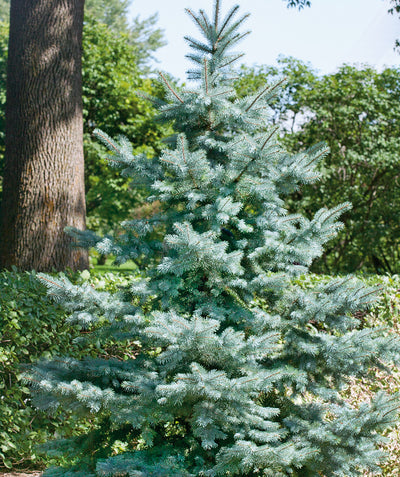 Baby Blue Eyes Colorado Spruce planted in a landscape, mostly outright branching covered in short blue-green needle like evergreen foliage