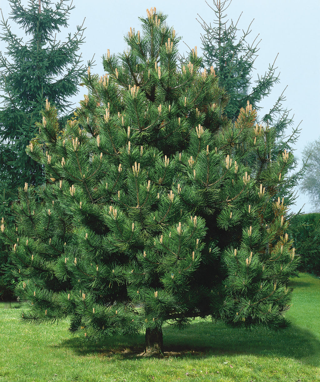 Austrian Pine planted in a landscape, pyramidal growing evergreen covered in long dark green needle like foliage