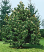 Austrian Pine planted in a landscape, pyramidal growing evergreen covered in long dark green needle like foliage