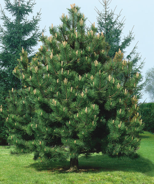 Austrian Pine planted in a landscape, pyramidal growing evergreen covered in long dark green needle like foliage