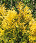 Close up of Forever Goldy Arborvitae, soft bright evergreen foliage that is green closer to the trunk but a yellow gold color at the tips