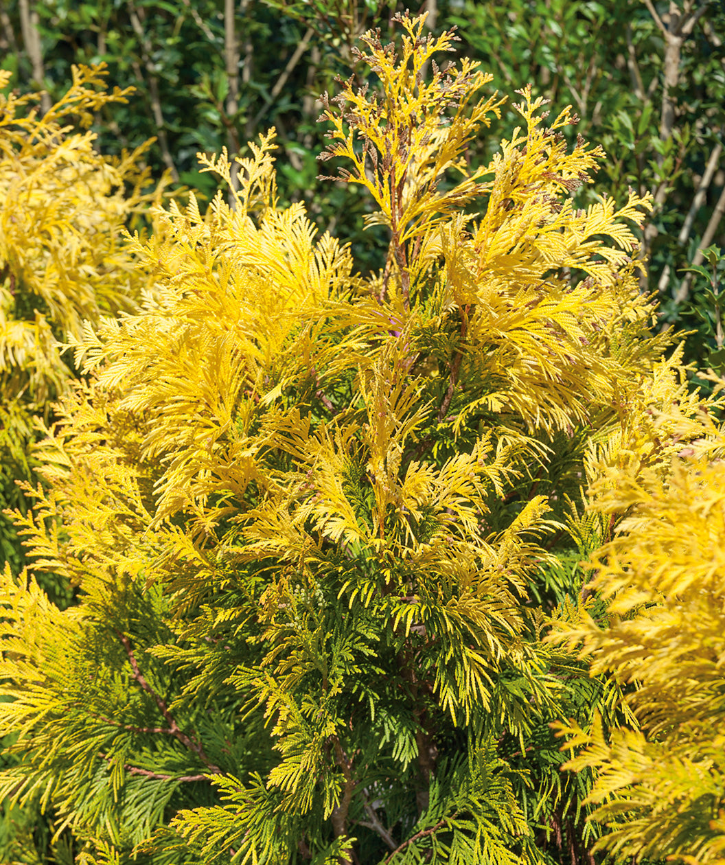 Close up of Forever Goldy Arborvitae, soft bright evergreen foliage that is green closer to the trunk but a yellow gold color at the tips