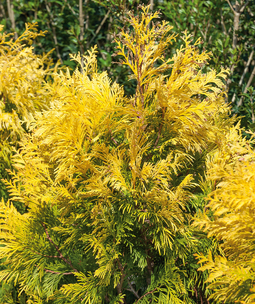 Forever Goldy® Arborvitae