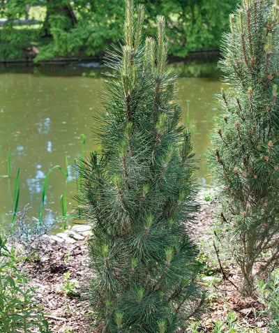 Komet Austrian Pine planted in a landscape, upright growing evergreen tree with medium length green needle like foliage
