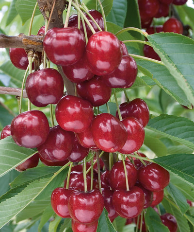 Close up of Lapins Sweet Cherry Fruit, various round red cherries ripe for picking emerging from conical shaped green leaves