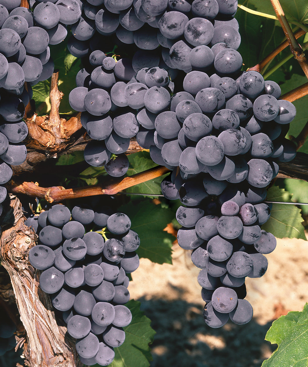 Black Manukka Seedless Grape close up, several bunches of dark purple almost black grapes hanging on a cinnamon colored vine with green leaves