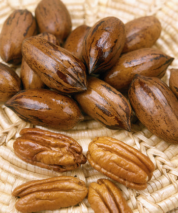 A close up of the brown, shelled pecans of the USDA Organic Stuart Pecan, as well as a few that are unshelled