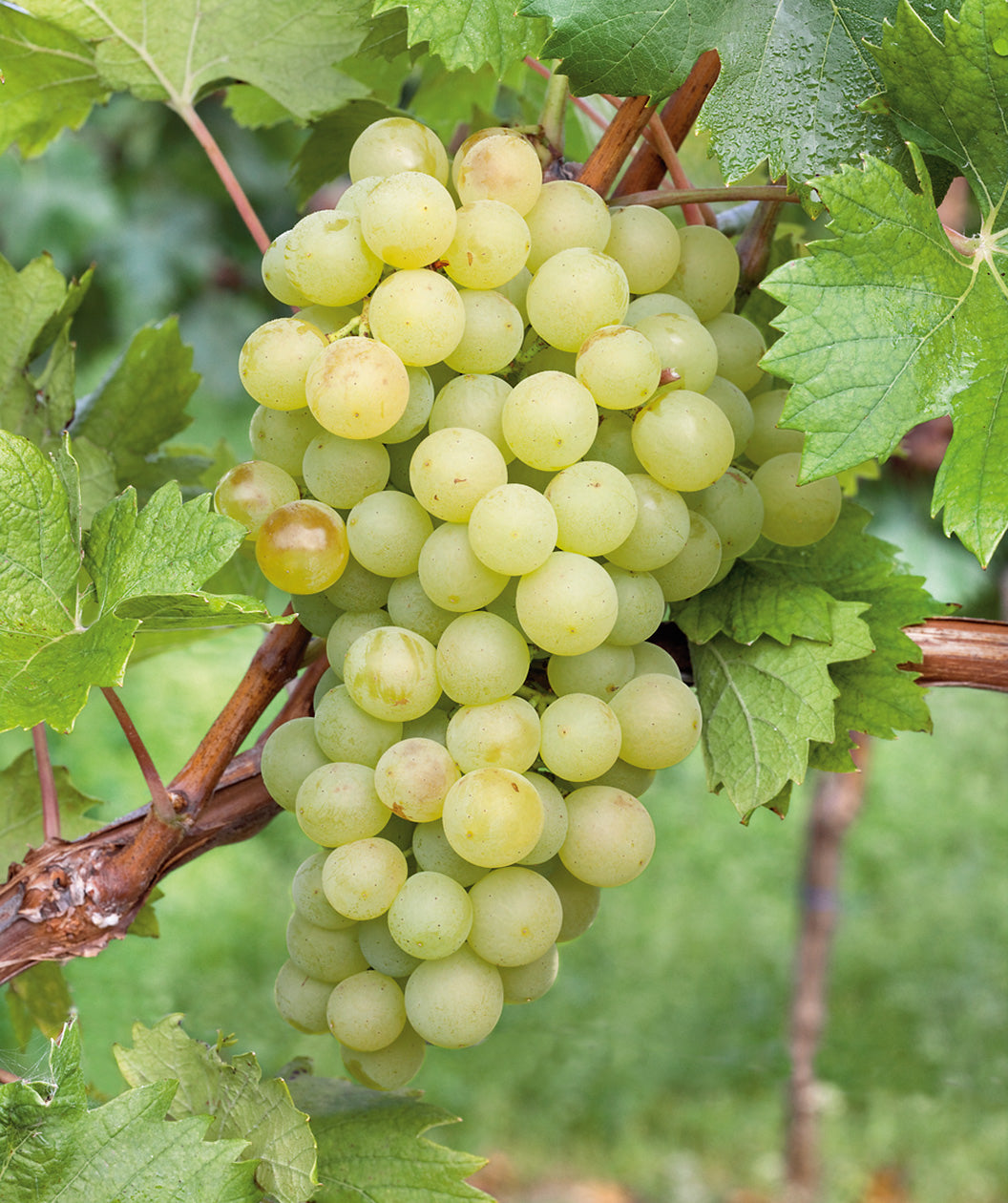 Interlaken Seedless Grape close up, a bunch of round green grapes hanging from a cinnamon colored vine with green leaves