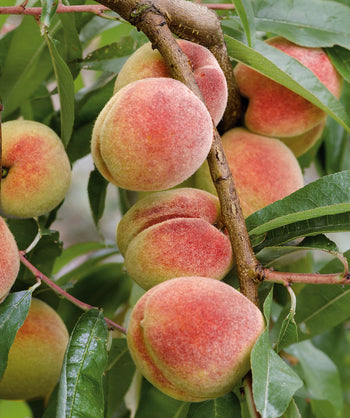 Close up of Frost Peach fruit, various fuzzy round peaches that are red and yellow-green in color emerging from oblong green foliage
