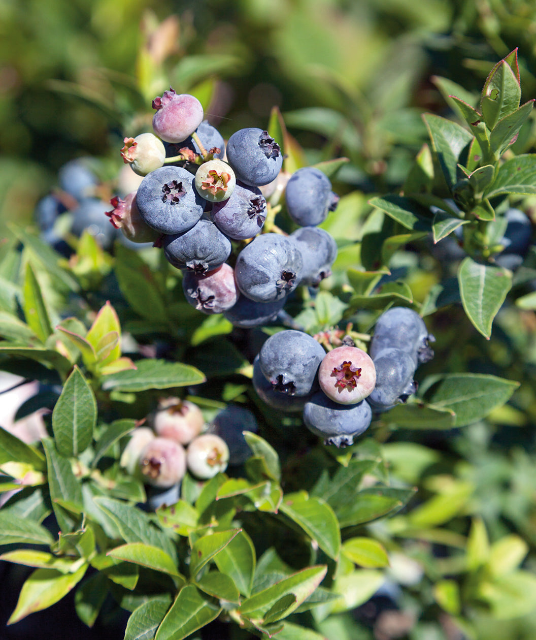 Sunshine Blue Southern Highbush Blueberry, small round ripened and un ripened blueberries emerging from green conical shaped leaves