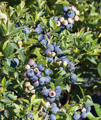 Sunshine Blue Southern Highbush Blueberry, small round ripened and un ripened blueberries emerging from green conical shaped leaves