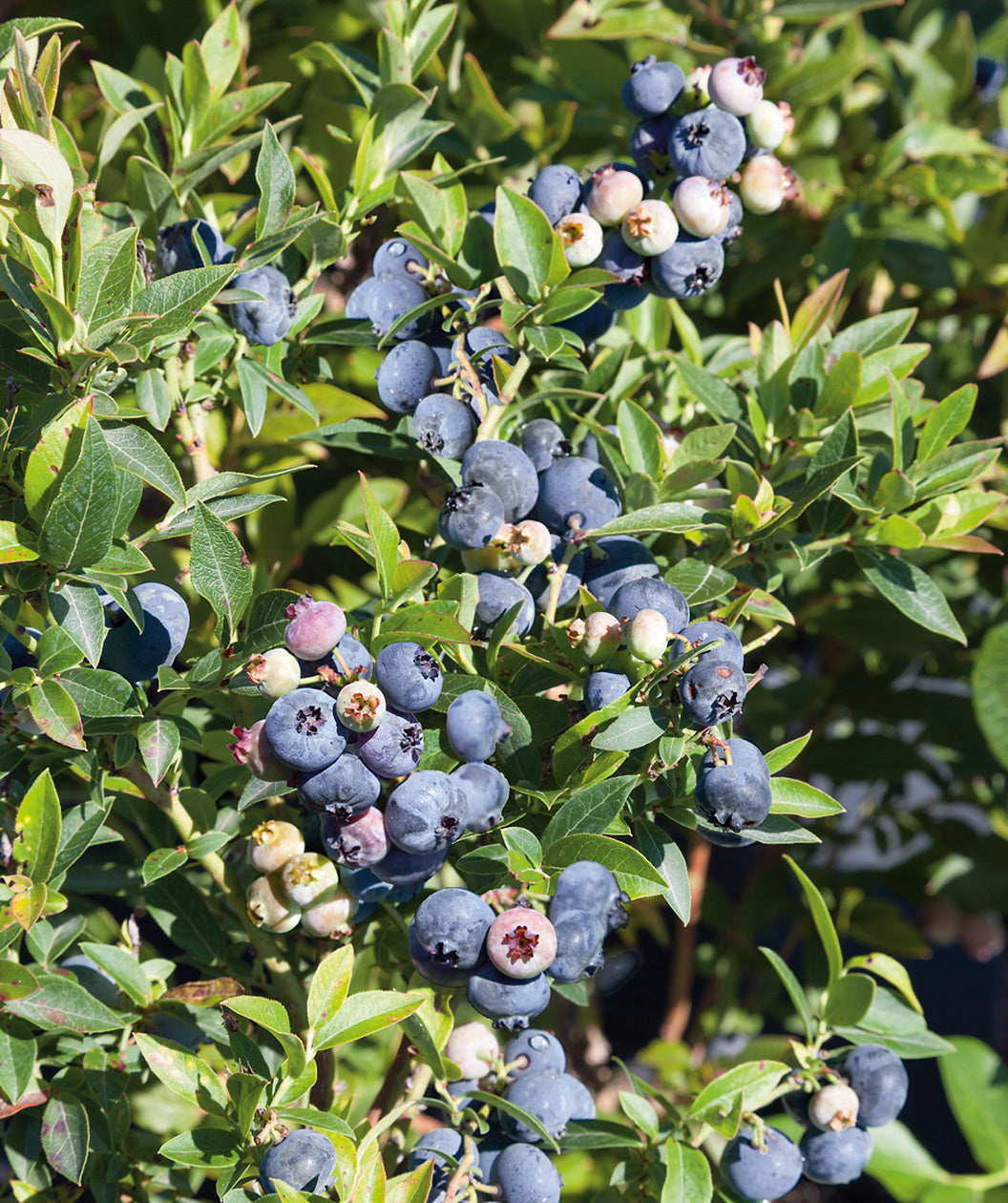 Sunshine Blue Southern Highbush Blueberry, small round ripened and un ripened blueberries emerging from green conical shaped leaves
