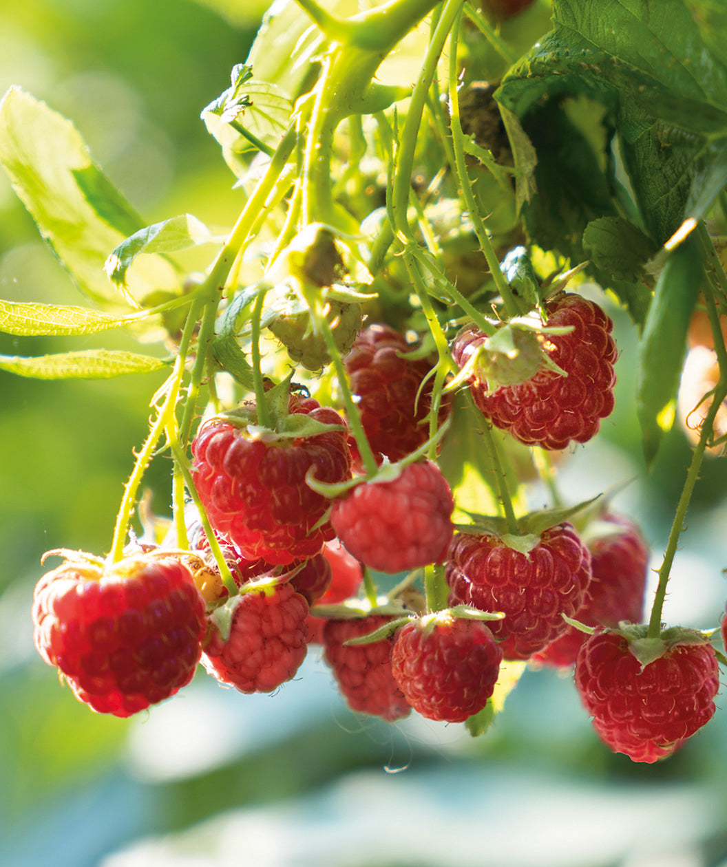 Willamette Red Raspberry Bower And Branch