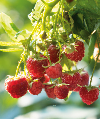 Close up of Willamette Red Raspberry, small red raspberries growing on light green branches with green foliage
