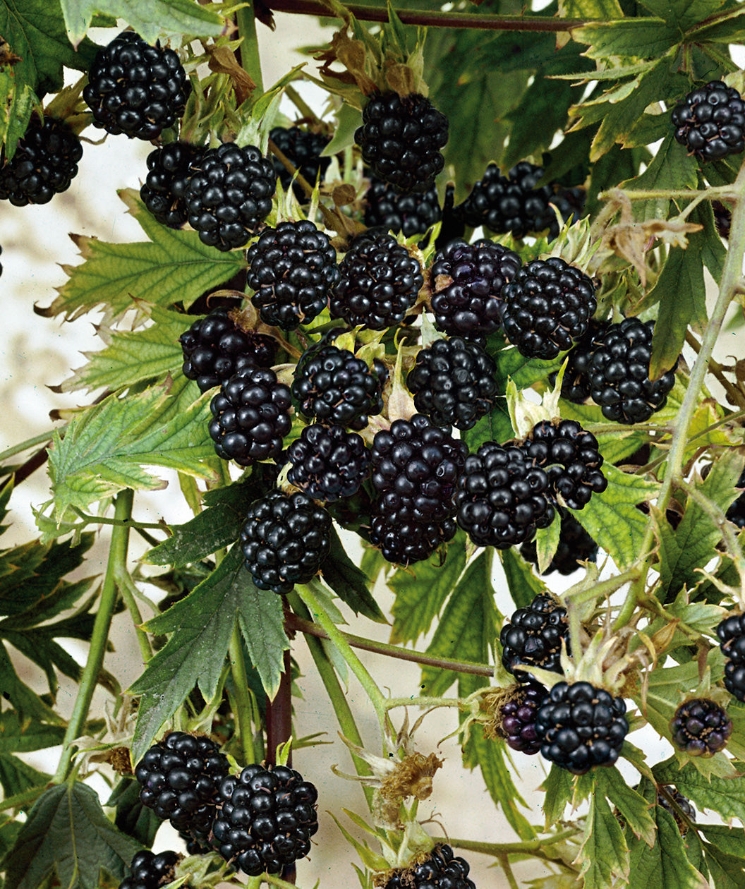 Close up of Natchez Thornless Blackberry, blackberries growing around green uniquely lobed foliage