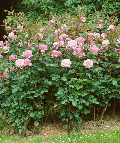 Various Queen Elizabeth Roses planted in a landscape, mostly upright growing shrub with lots of medium sized fragrant pink flowers emerging from green conical shaped foliage
