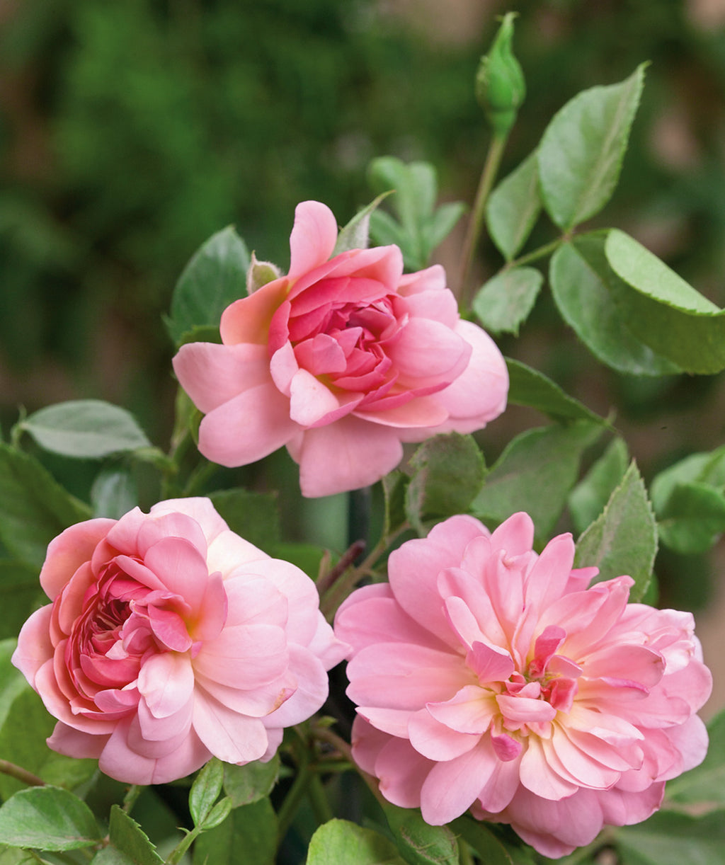 Close up of Queen Elizabeth Rose flowers, 3 medium sized fragrant pink flowers emerging from green conical shaped foliage