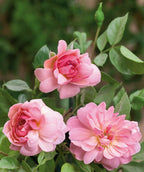 Close up of Queen Elizabeth Rose flowers, 3 medium sized fragrant pink flowers emerging from green conical shaped foliage