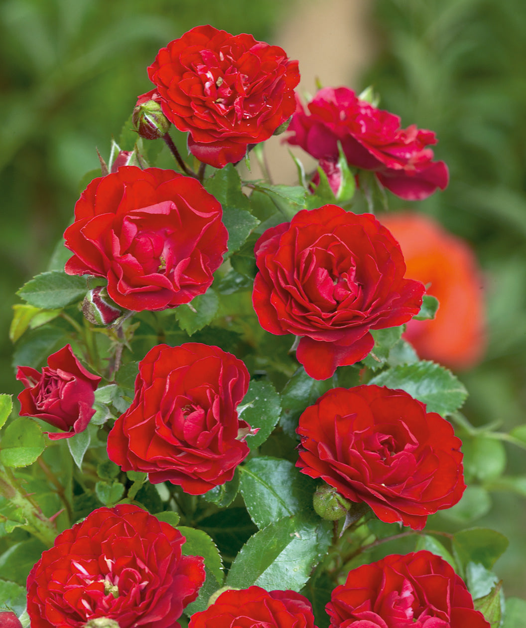 Close up of Meidland Fire Rose flowers, various small red fragrant flowers emerging from green conical shaped foliage