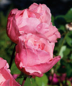 Close up of Queen Elizabeth Rose flowers, 2 pink flowers not fully opened yet on redish purple colored stems