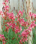 Close up of Siskiyou Pink Wandflower flowers, small pink and white flowers emerging from green stems