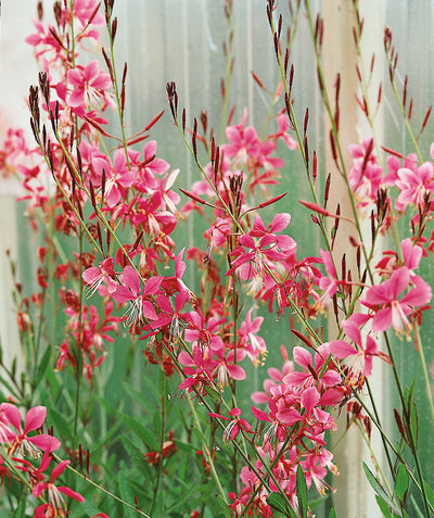 Close up of Siskiyou Pink Wandflower flowers, small pink and white flowers emerging from green stems