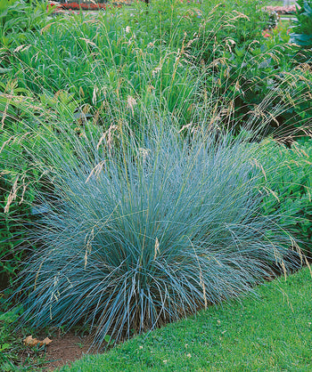 Blue Oats Grass planted in a landscape, long thin decorative grass that is blue in color with long tan shoots of seeds