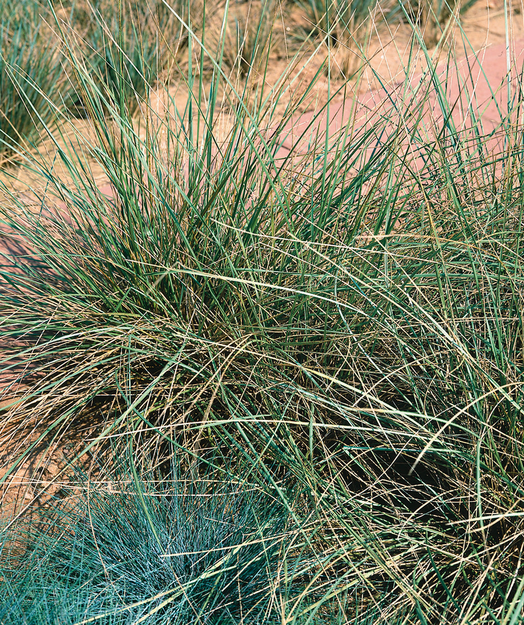 Atlas Fescue planted in a landscape, long green grass like foliage