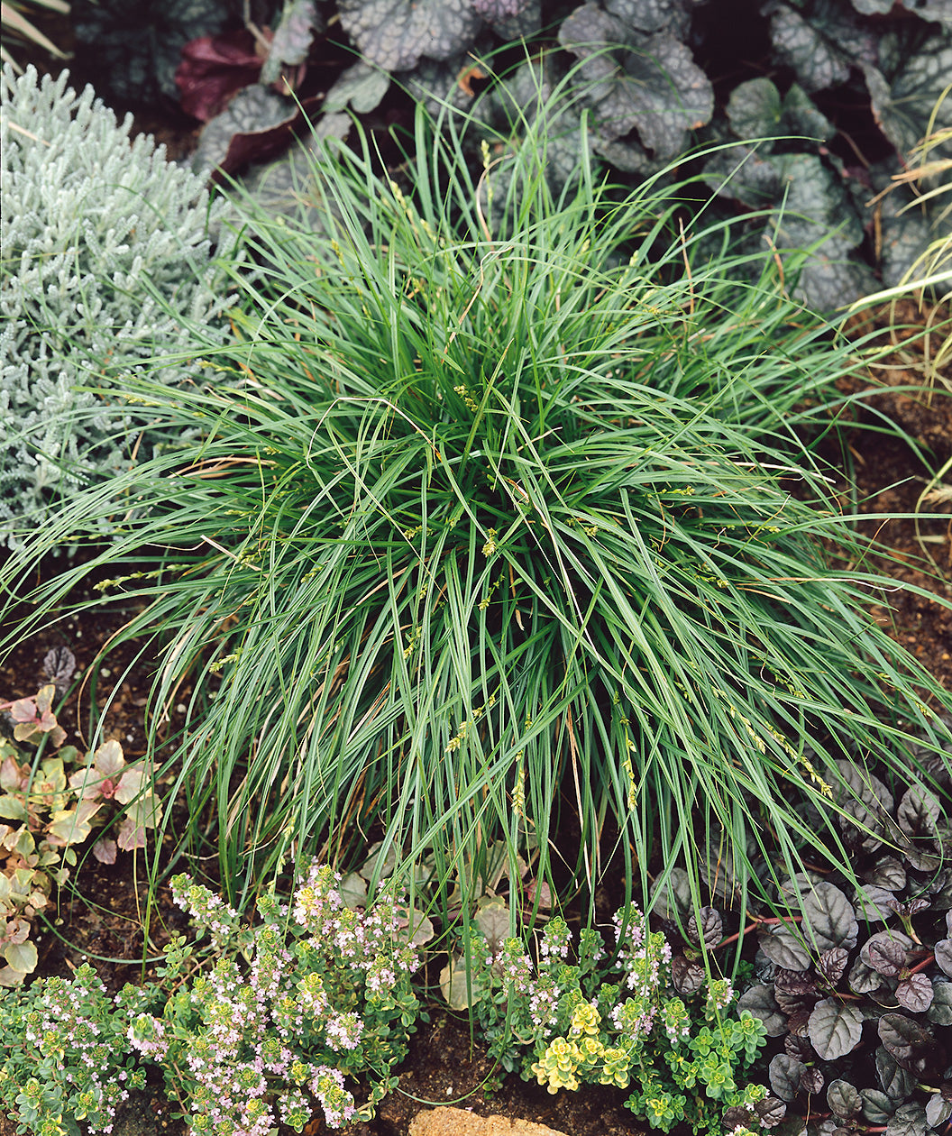 Grassland Sedge planted in a landscape, long thin grass with shoots of seeds loved by birds