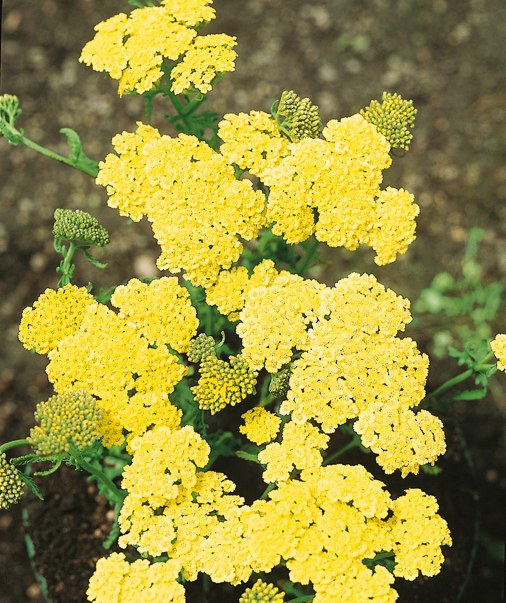 Close up of Moonshine Yarrow flowers, small rounded clusters of small yellow flowers emerging from green foliage