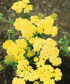 Close up of Moonshine Yarrow flowers, small rounded clusters of small yellow flowers emerging from green foliage