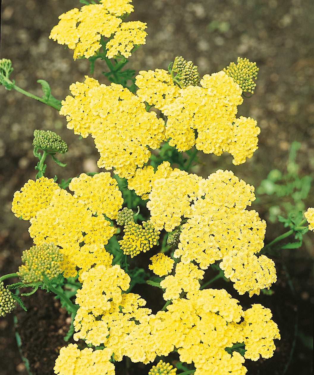 Close up of Moonshine Yarrow flowers, small rounded clusters of small yellow flowers emerging from green foliage