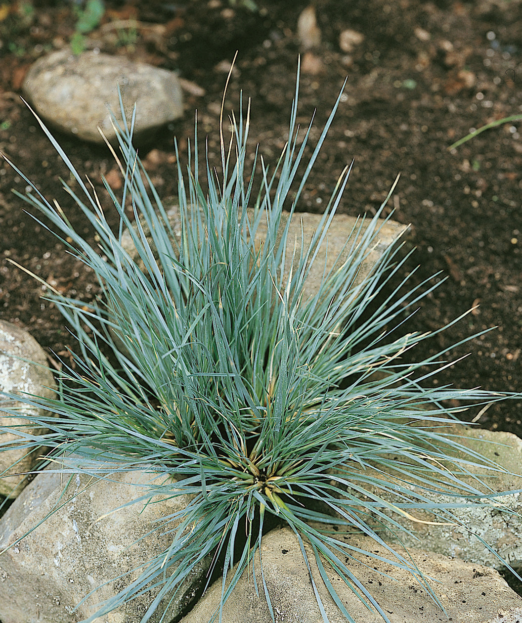 Blue Oats Grass planted in a landscape, long thin decorative grass that is blue in color