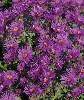 Close up of Wood's Purple Aster, thin petal purple flowers with yellow orange centers emerging from green foliage