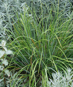 Cherokee Sedge planted in a landscape, long green narrow shoots of grass that are green in color