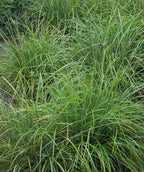 Several Japanese Sedge planted in a landscape, long narrow shoots of grass that are green in color