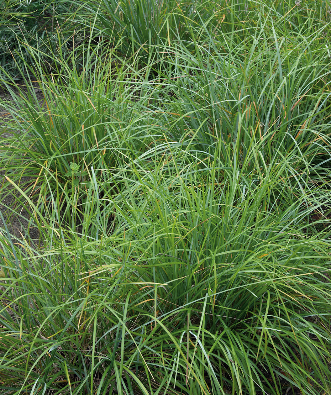 Cherokee Sedge Bower & Branch