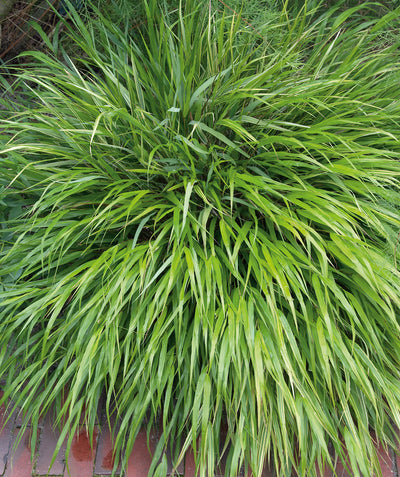 Close up of Cherokee Sedge, round green decorative grass that is green in color