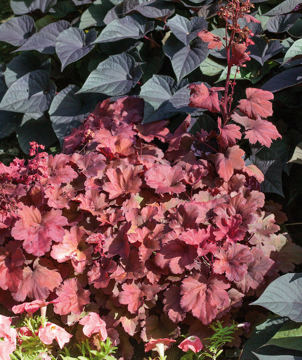 Cherry Cola Coral Bells planted in a landscape, red and cola colored foliage