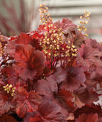 Close up of Cherry Cola Coral Bells foliage and flowers, red brown colored stalks of small light green to white flowers and flower buds emerging from red and cola colored foliage