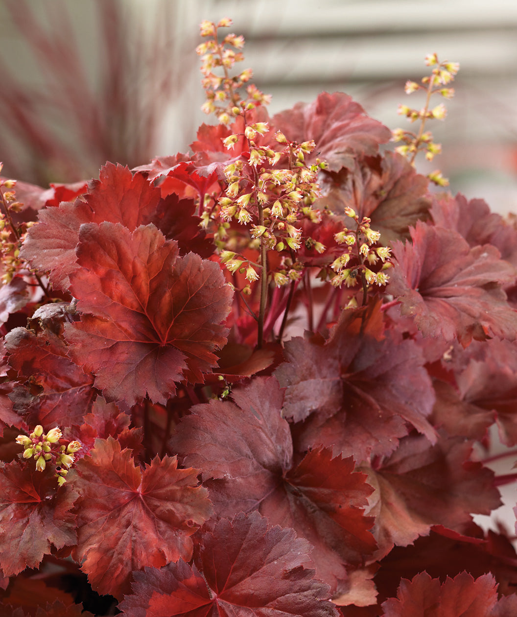 Close up of Cherry Cola Coral Bells foliage and flowers, red brown colored stalks of small light green to white flowers and flower buds emerging from red and cola colored foliage
