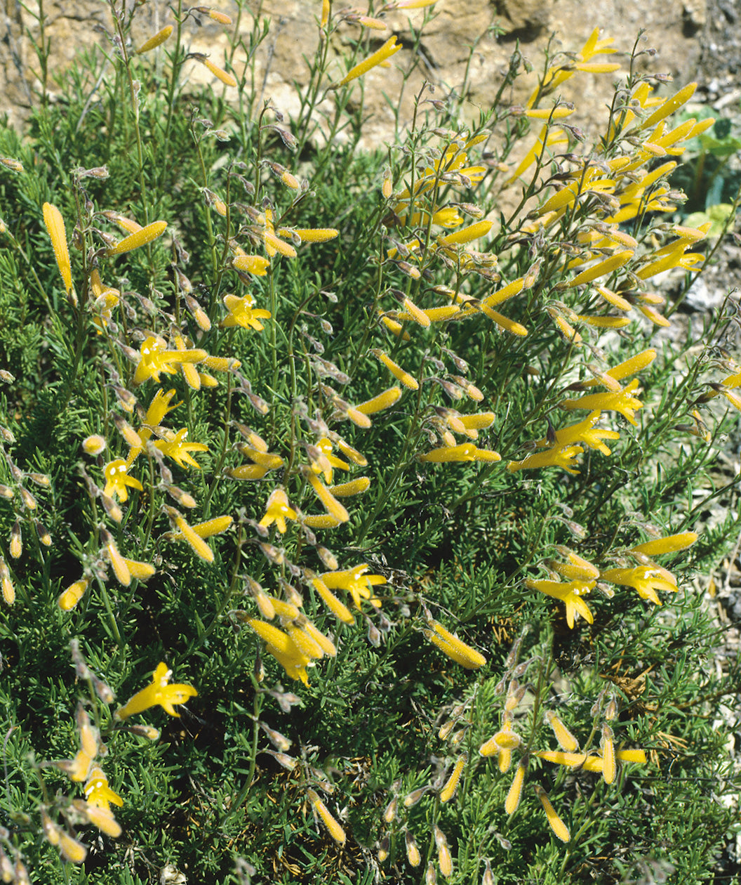 Close up of Mersea Yellow Pine-Leaved Penstemon, long small yellow tubular flowers emerging from short soft green needle like foliage