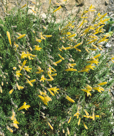 Close up of Mersea Yellow Pine-Leaved Penstemon, long small yellow tubular flowers emerging from short soft green needle like foliage