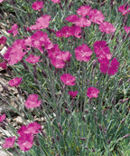 Close up of Firewitch Cheddar Pinks, small dark pink flowers emerging from blue green colored foliage